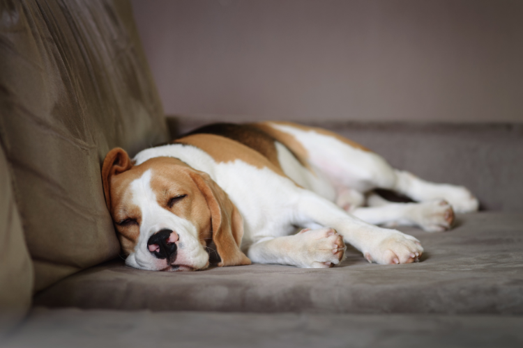 Schlaf & Erholung bei Hunden